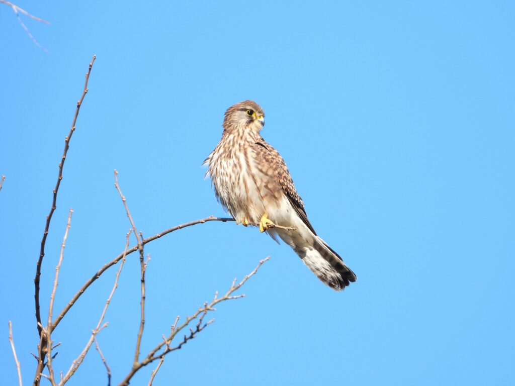 Common Kestrel perched on a bare branch under a clear blue sky in Japan