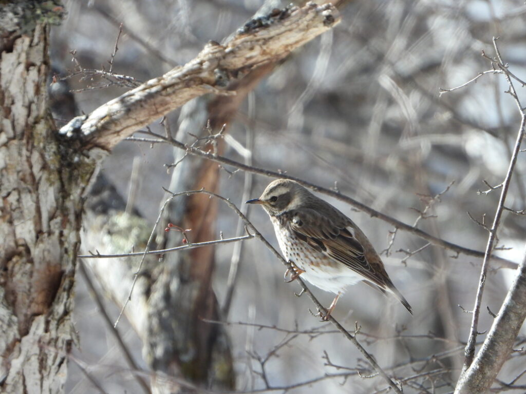 Dusky Thrush perched on a branch in winter woods, displaying brown plumage and spotted chest.