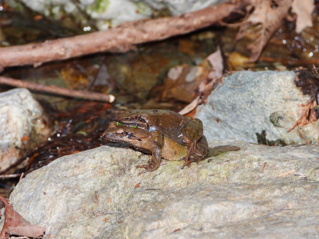 A mating pair of Stream Brown Frogs during the early spring breeding season, observed on a streamside rock.