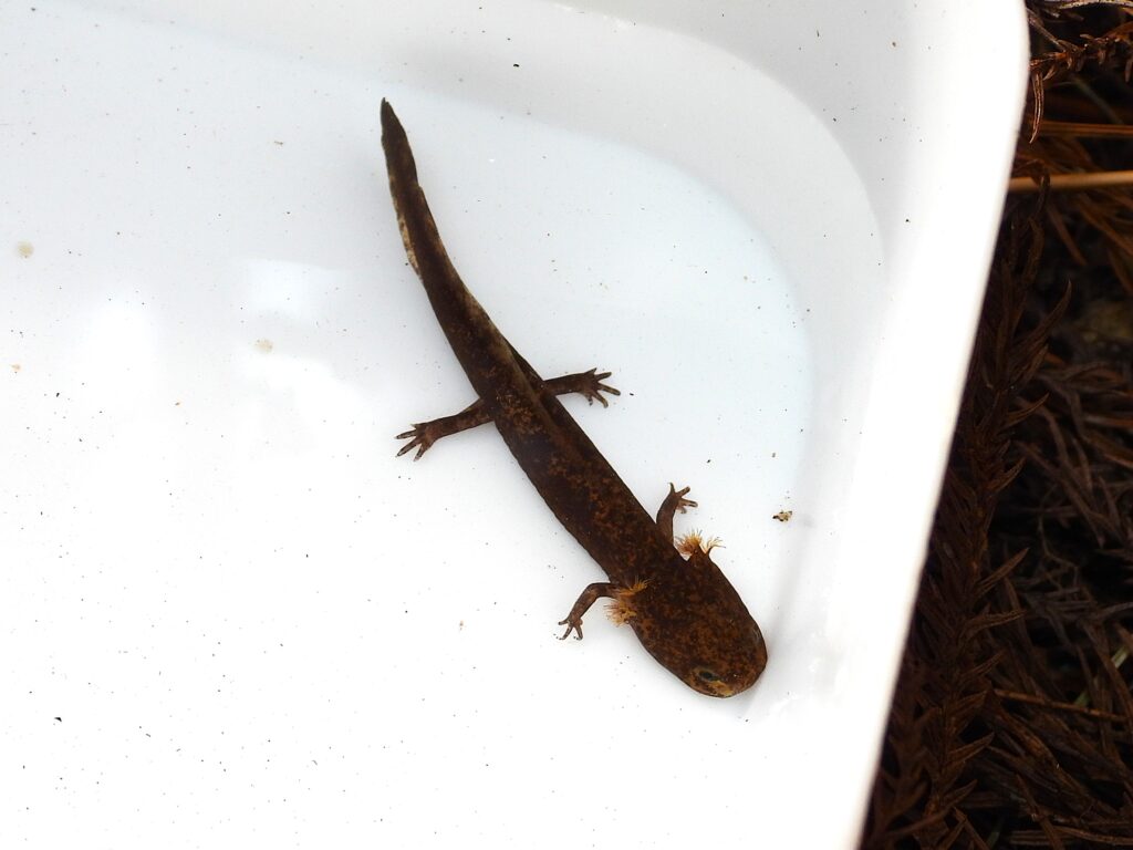 Close-up of a Japanese Clawed Salamander (Onychodactylus japonicus) larva with feathery external gills and elongated tail fin, photographed for identification before being released.