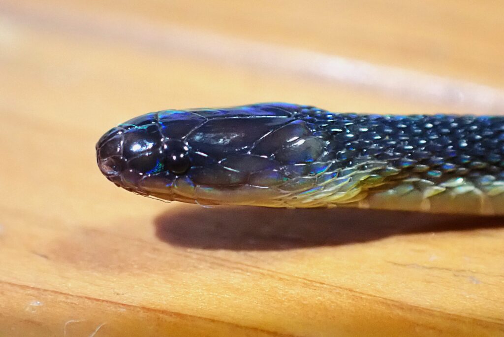 Close-up of the head of an Amami odd-scaled snake showing its iridescent, glossy scales characteristic of this species