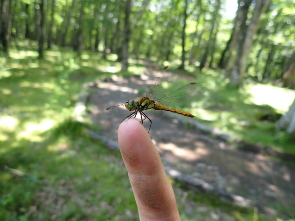 Immature Autumn Darter (Sympetrum frequens) resting gently on a finger in a forest path in summer Japan.