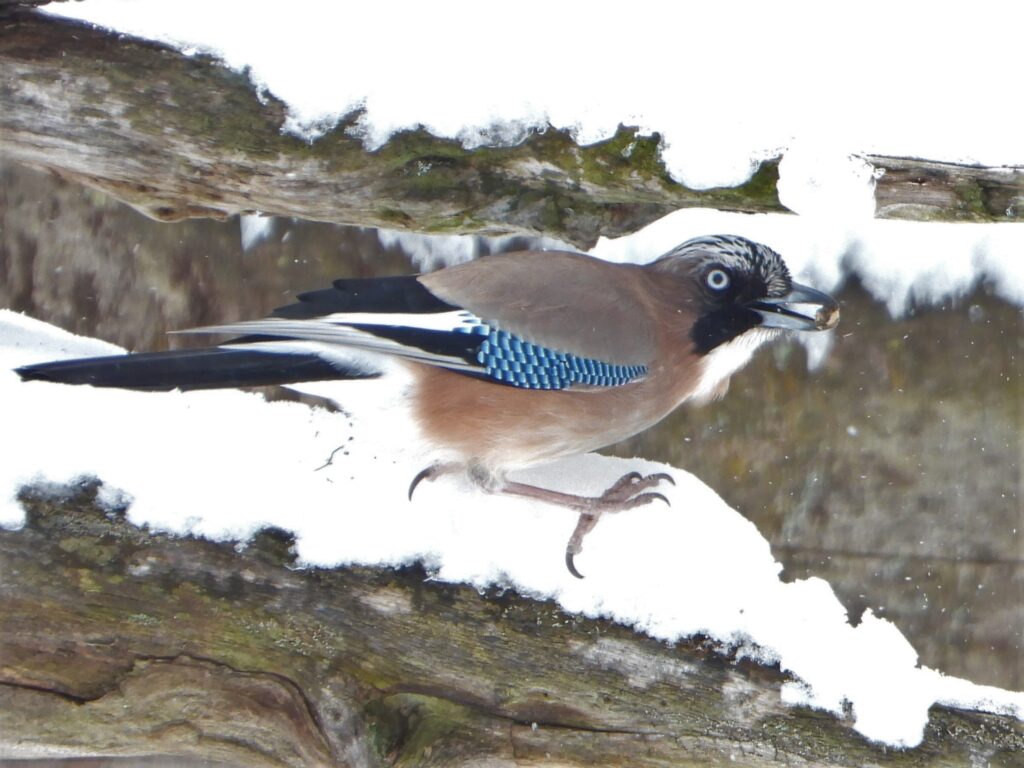Eurasian Jay (Garrulus glandarius japonicus) standing on snow with an acorn in its beak, highlighting its vivid blue wing feathers and white rump.