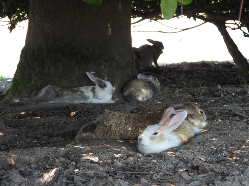 Rabbits resting under the shade of trees on Rabbit Island Japan
