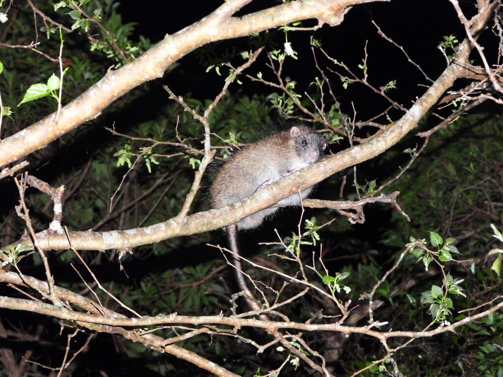 Ryukyu Long-haired Rat (Diplothrix legata) perched on a tree branch at night in Amami-Oshima, showing its coarse fur and white-tipped tail.