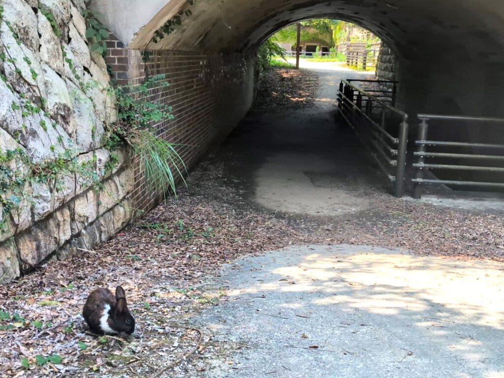 Black rabbit near the old brick tunnel on Rabbit Island Japan
