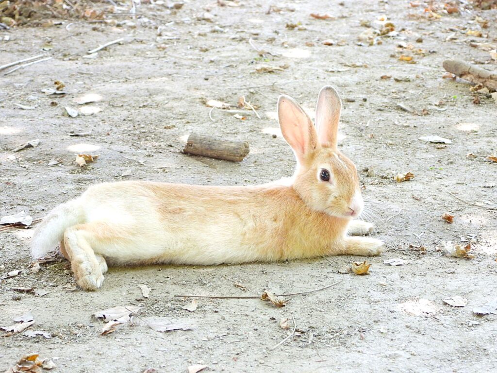 Relaxed rabbit lying on the ground on Rabbit Island Japan
