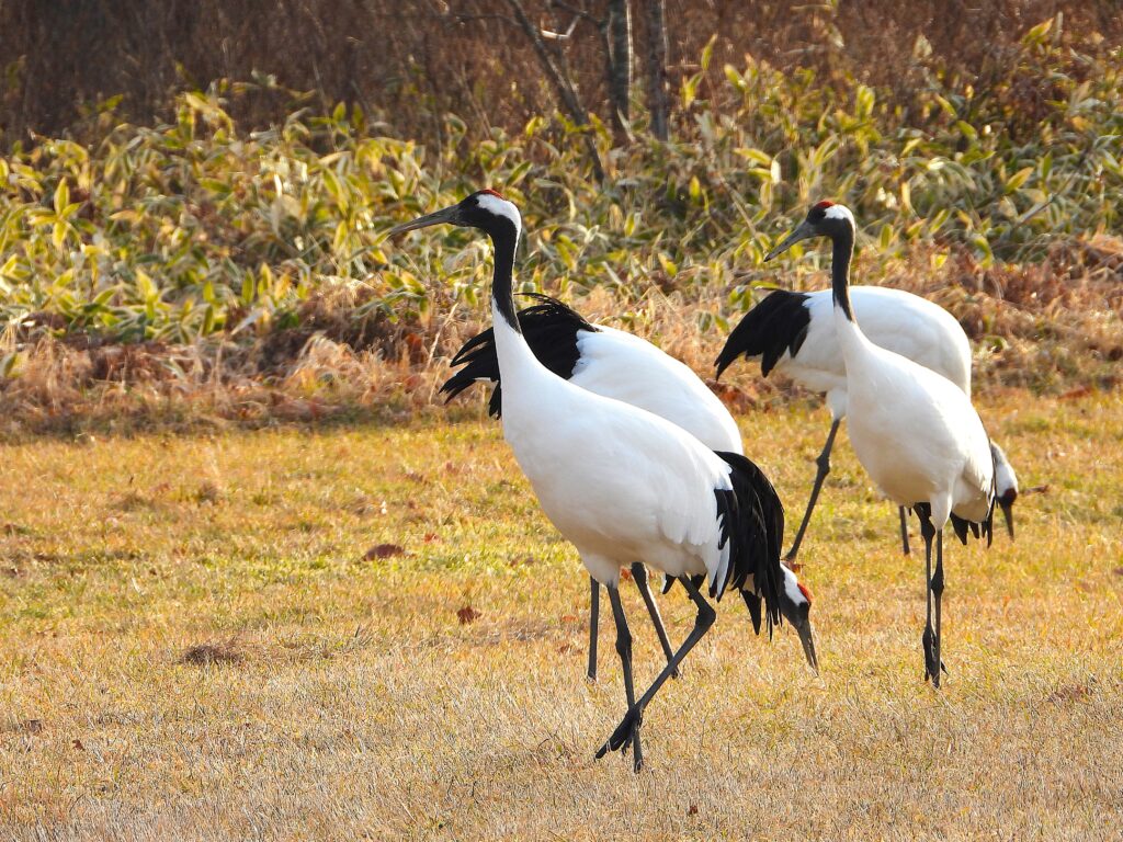 Red-crowned Cranes walking gracefully on the grasslands of Hokkaido, Japan.