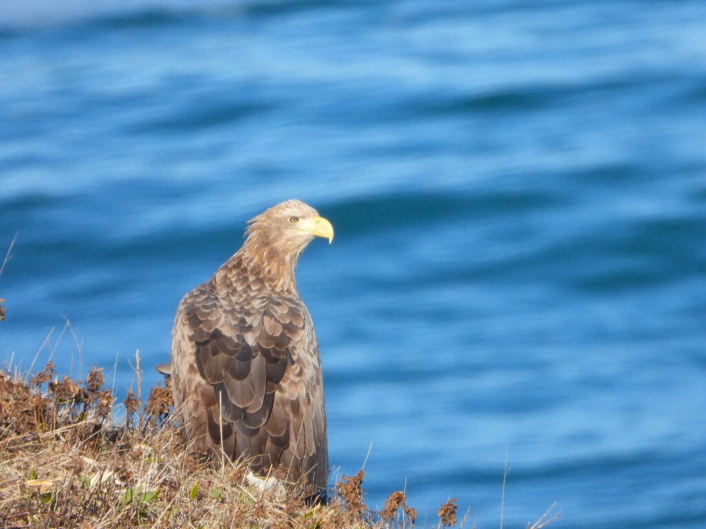 White-tailed Eagle perched on a coastal cliff in Hokkaidō, Japan, with the blue sea in the background.