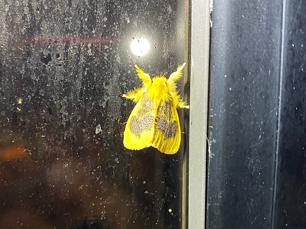 Tussock moth with hairy body and colorful wings resting on a surface