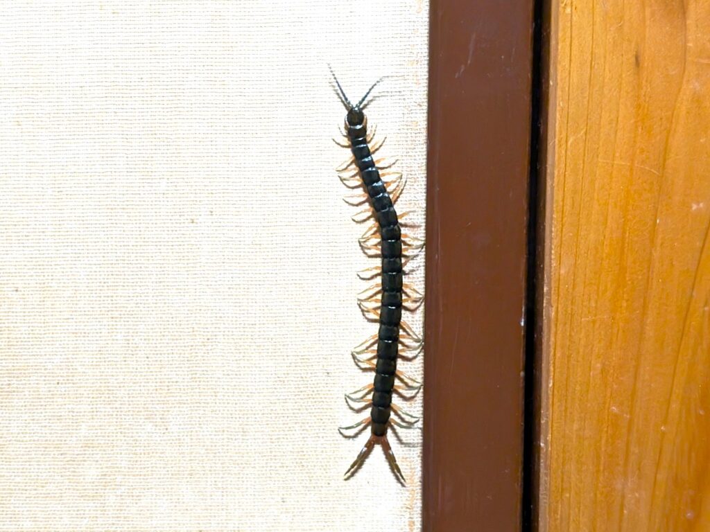 Large Japanese centipede (mukade) climbing beside a window frame inside a house in Japan