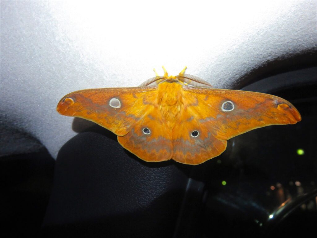 Male Squeaking Silkmoth (Rhodinia fugax) resting on a car interior at night, showing clear round wing windows and orange-brown coloration.
