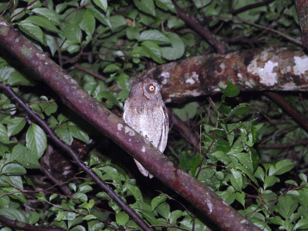 A Ryukyu Scops Owl perched on a branch at night, illuminated by light, showing its yellow eyes and mottled brown plumage among dense wet leaves.
