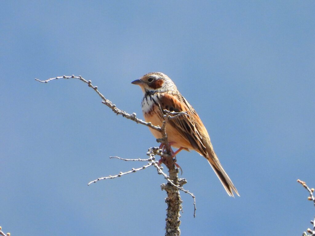 Chestnut-eared Bunting perched on a bare branch against a clear blue sky in Japan