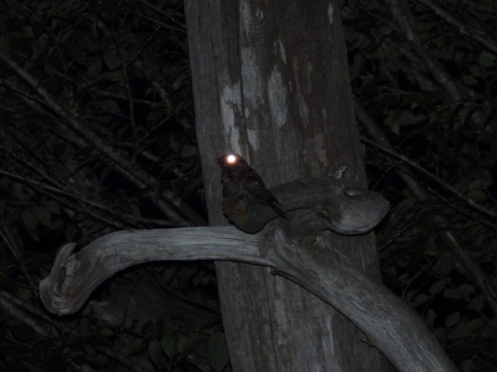 Grey Nightjar perched on a branch at night, showing its camouflaged plumage and glowing eye reflection.