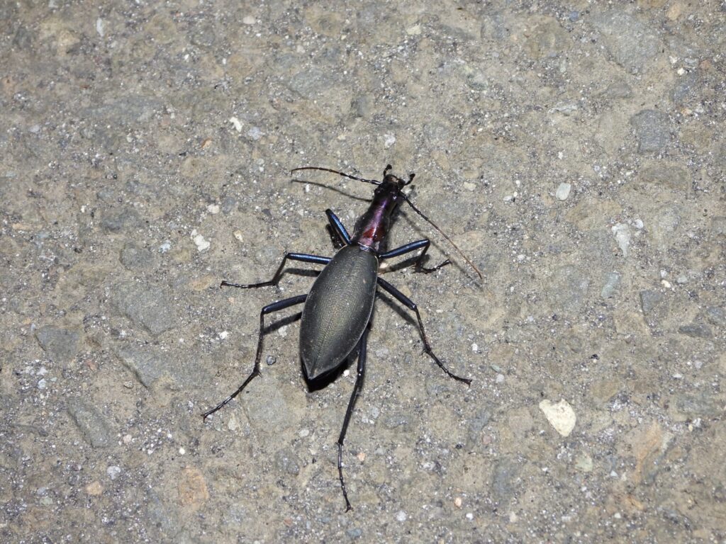 Top view of a Japanese ground beetle with a slender black body and reddish neck, photographed at night.