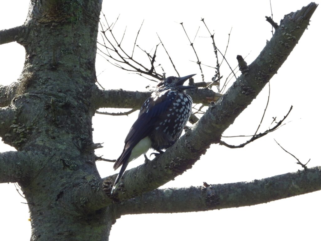 Spotted Nutcracker (Nucifraga caryocatactes) perched on a mountain tree branch, calling in Japan’s alpine forest zone.