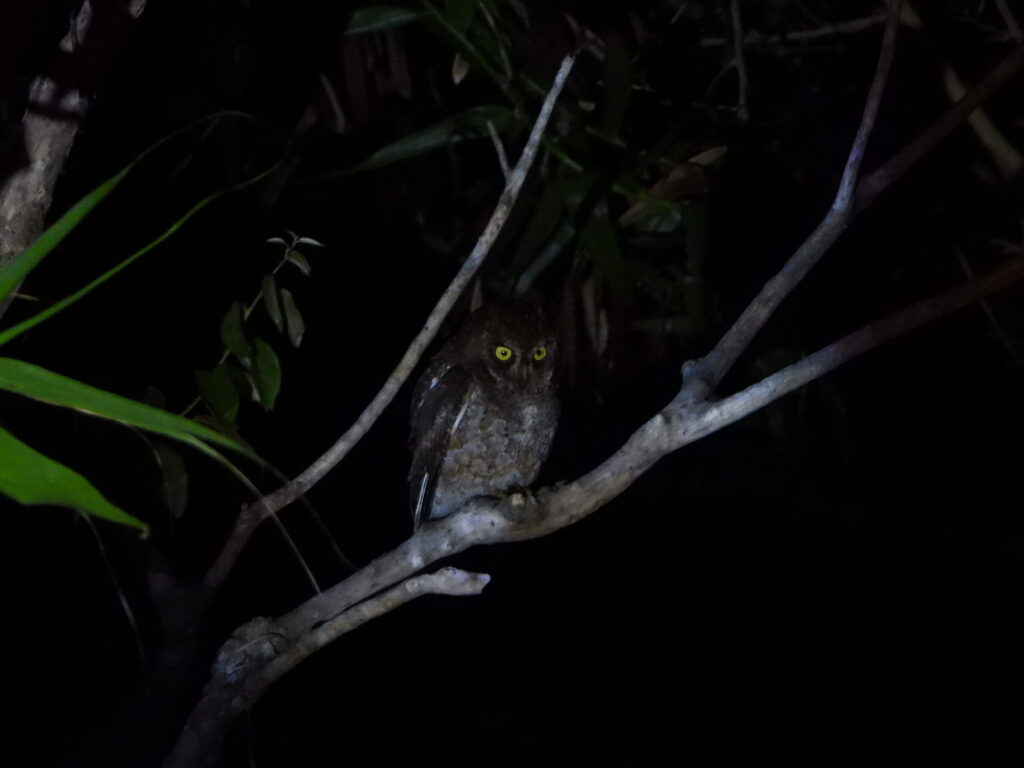 A Ryukyu Scops Owl sitting on a thin branch in the dark forest, its yellow eyes reflecting the light against a nearly black background.