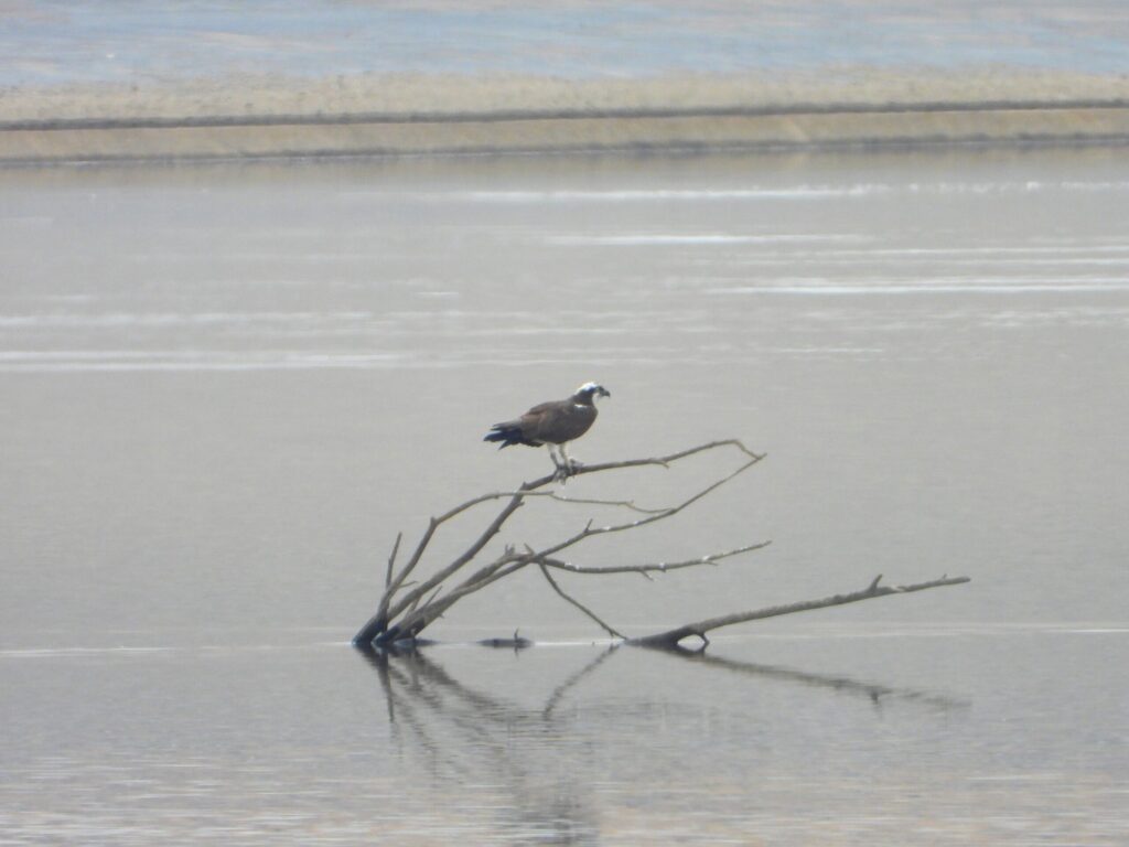 Osprey perched on a branch over a calm river, scanning for fish below.