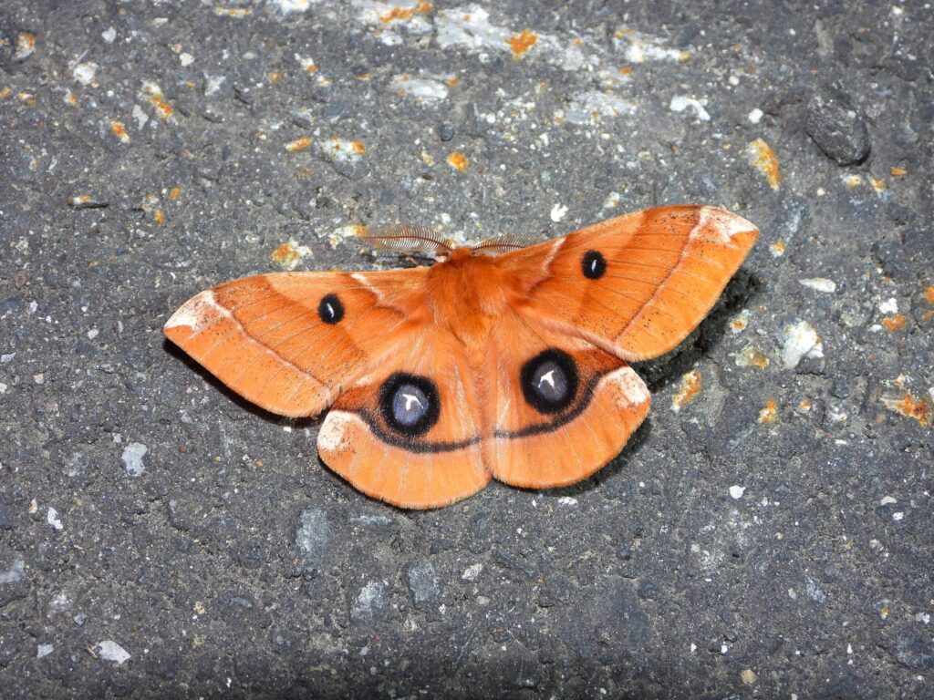 Japanese Tau Emperor (Aglia japonica) resting on asphalt, showing vivid orange wings and blue eye-spots