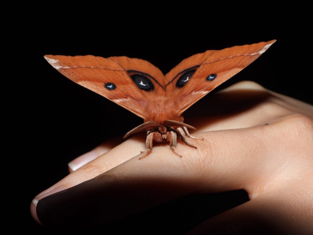 Japanese Tau Emperor (Aglia japonica) perched on a hand at night, displaying its blue eye-spots and feathered antennae