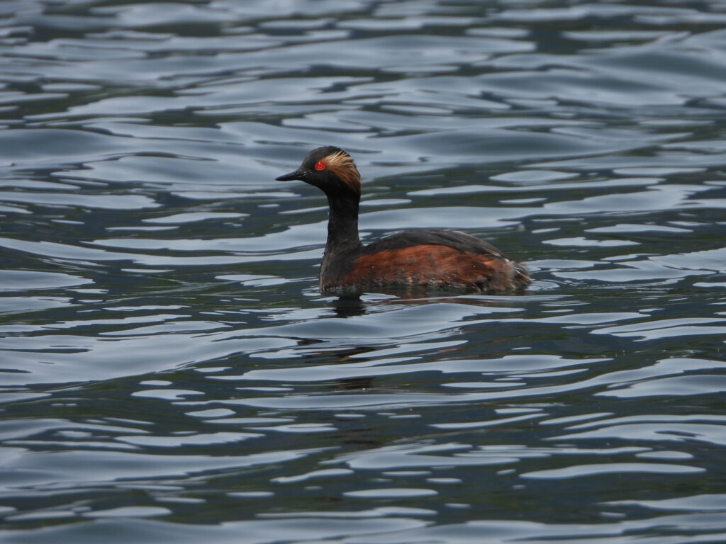 Black-necked Grebe (Podiceps nigricollis) in full breeding plumage with golden tufts and red eyes swimming on a calm lake in Japan.
