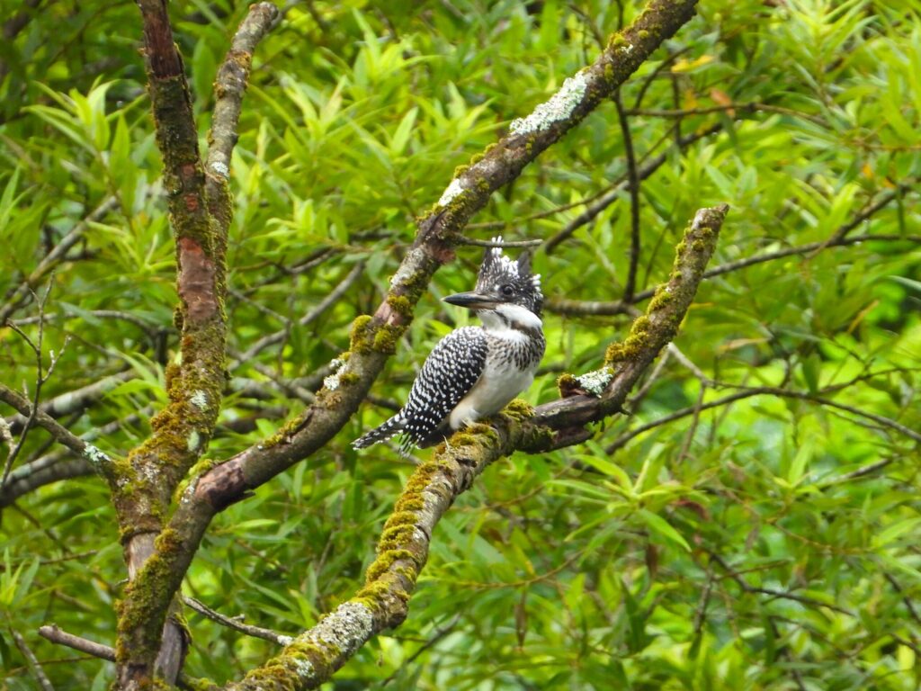 Crested Kingfisher resting on a moss-covered branch in dense green foliage, displaying its distinctive crest and patterned wings.
