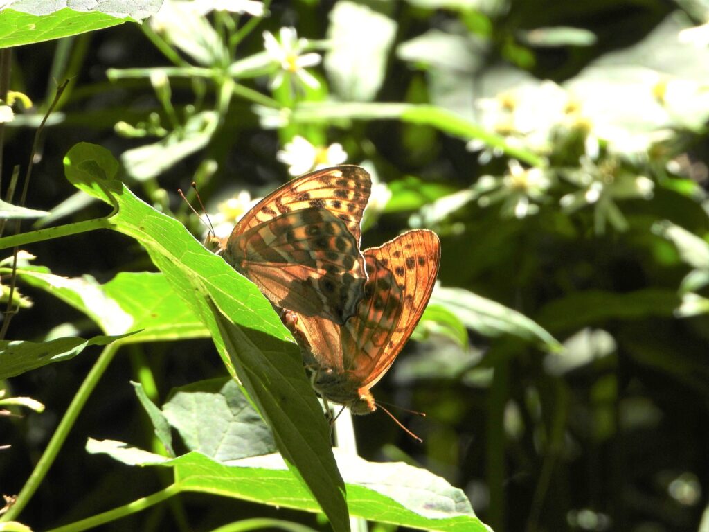 A pair of Silver-washed Fritillaries resting on leaves during mating in a forest habitat in Japan