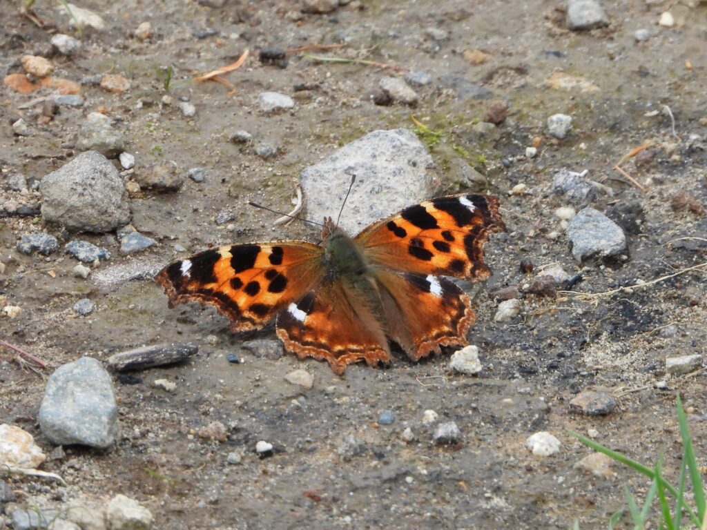 Compton Tortoiseshell (Erutateha) resting on a sunlit forest path with its wings fully open, showing bright orange and black patterns.