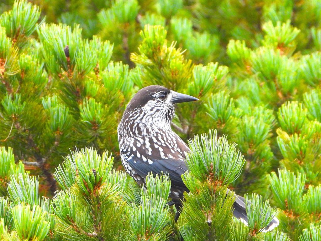Spotted Nutcracker among dwarf pines (Pinus pumila) in Japan’s subalpine zone, its white-spotted plumage blending with green needles.