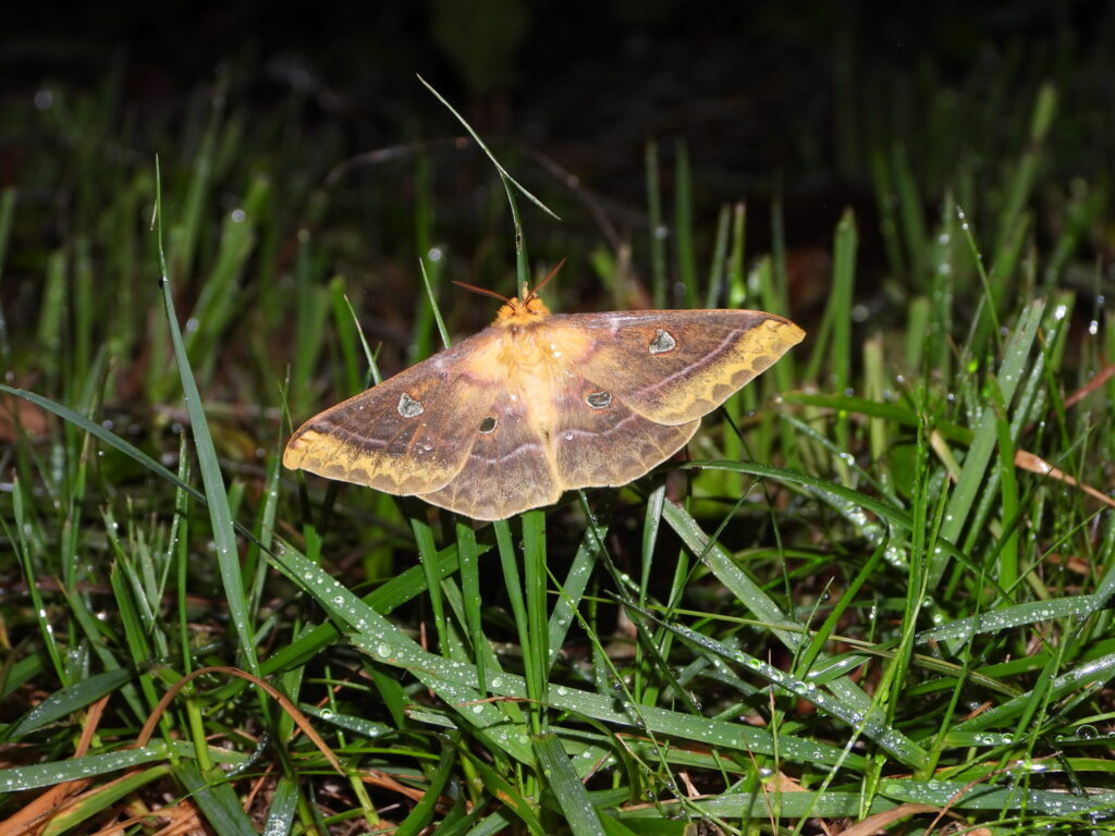 Jankowski’s Silkmoth (Rhodinia jankowskii) on dewy grass during an autumn night in Japan.