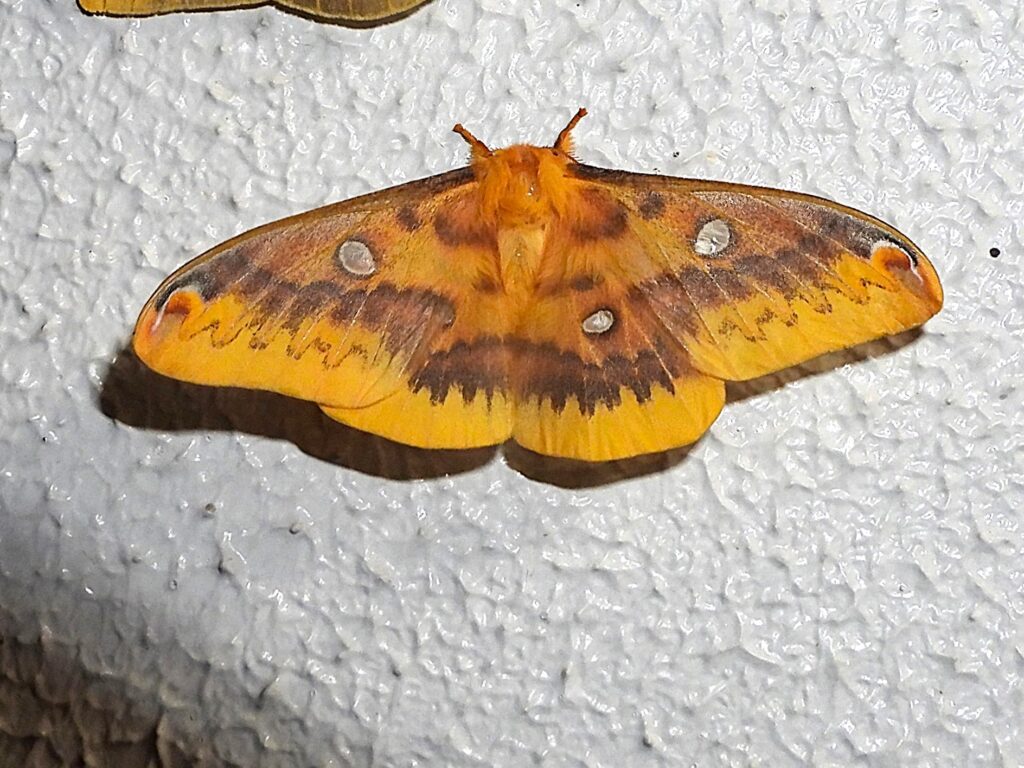 Female Squeaking Silkmoth (Rhodinia fugax) on a wall, with pale yellow wings and translucent eyespots typical of autumn moths in Japan.