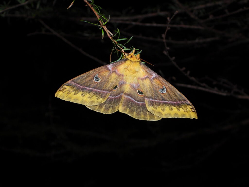 Jankowski’s Silkmoth (Rhodinia jankowskii) resting on a branch at night in a Japanese mountain forest.