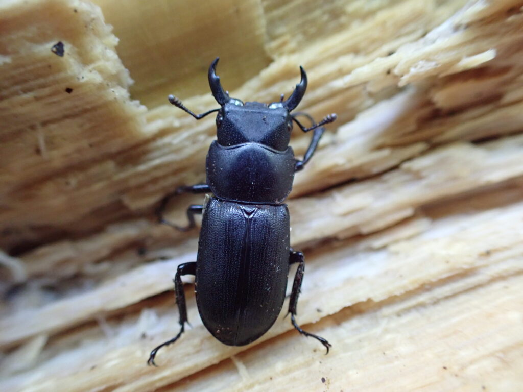 Suji Kuwagata (Dorcus striatipennis) male on decayed wood, displaying fine elytral grooves and body shape typical of Japanese small stag beetles.