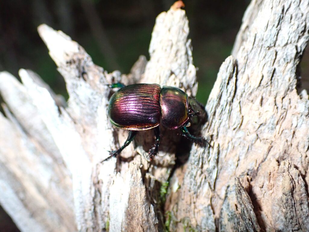 Japanese Earth-boring Dung Beetle (Phelotrupes auratus) on a decaying log, showing its shiny metallic exoskeleton.