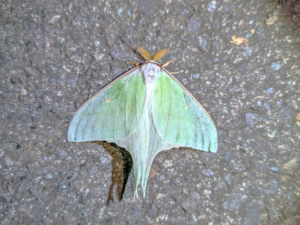 Onaga Mizuao (Actias gnoma) resting on the ground at night in Hachijojima, showing its long tails and green antennae.