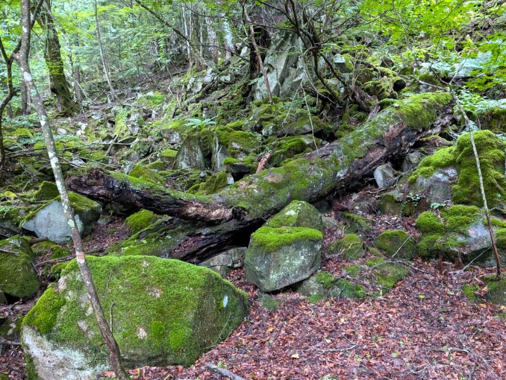 Moss-covered rocks and fallen logs in a mountain forest area of Nikko National Park, showing dense vegetation and a natural, undisturbed woodland environment.