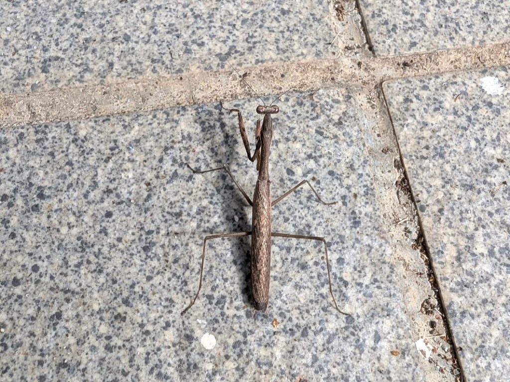 Asian jumping mantis (Statilia maculata) resting on a stone-paved walkway, showing its brown camouflage coloration
