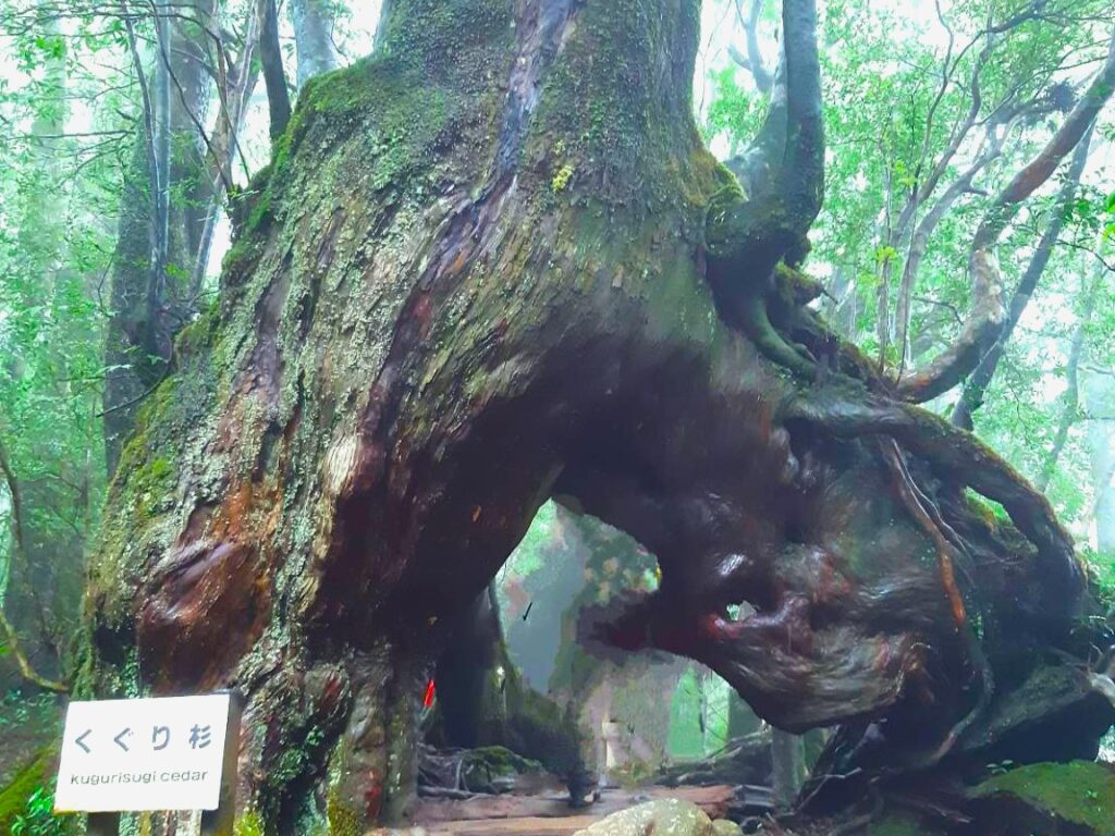Kuguri-sugi cedar tree with a natural hollow trunk on Yakushima Island, Japan