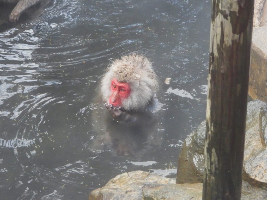 Close-up of a Japanese macaque soaking in a hot spring, with steam rising from the water and its red face and wet fur clearly visible in winter shown.