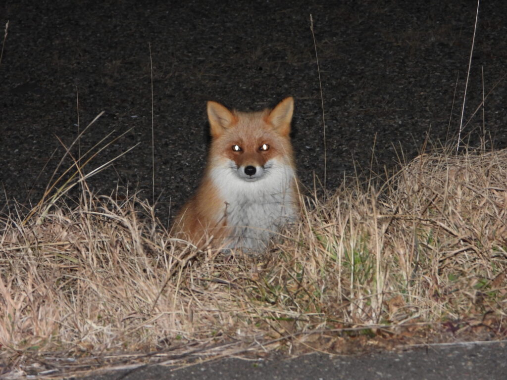 Ezo Red Fox resting by the roadside at night in Hokkaido.