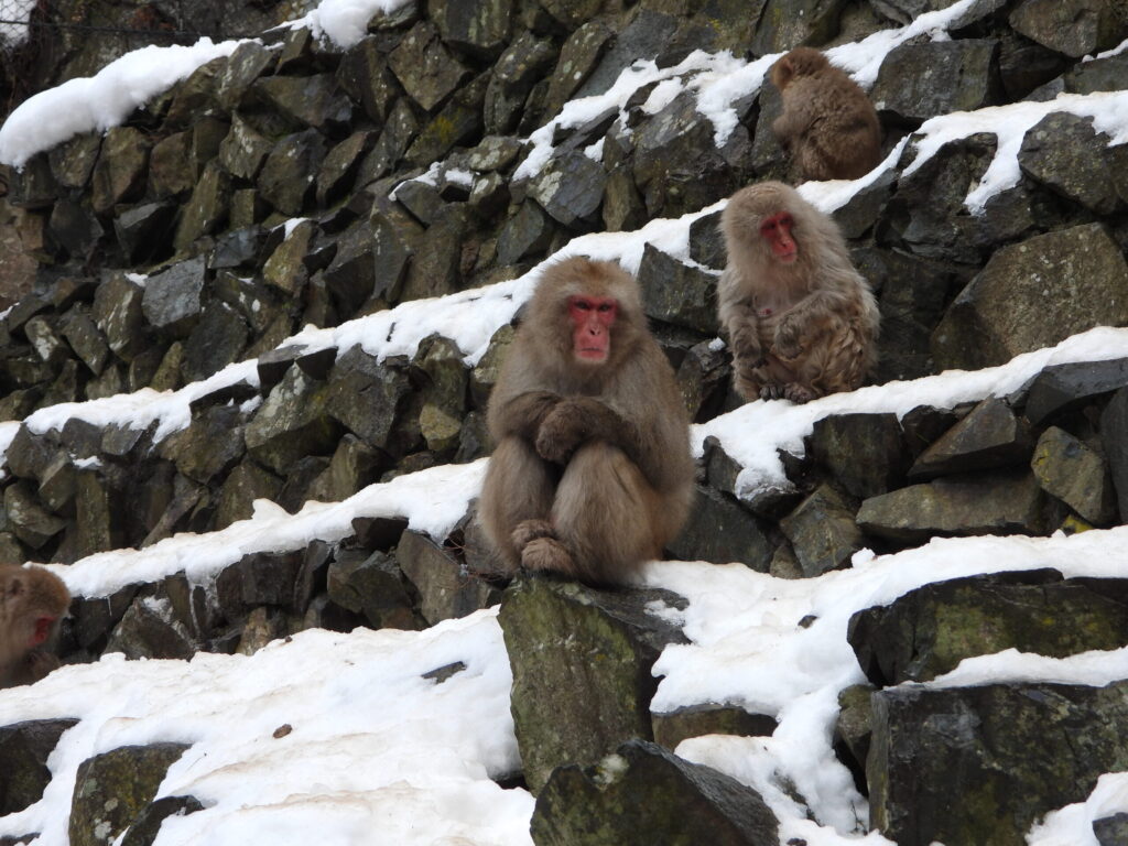 Japanese macaques sitting on snow-covered stone walls in winter, their thick fur and red faces visible against rocky terrain.
