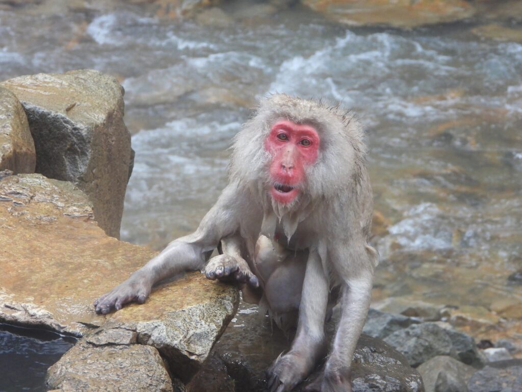 Adult Japanese macaque resting on rocks beside a hot spring, with wet fur, a red face, and flowing water in the background.