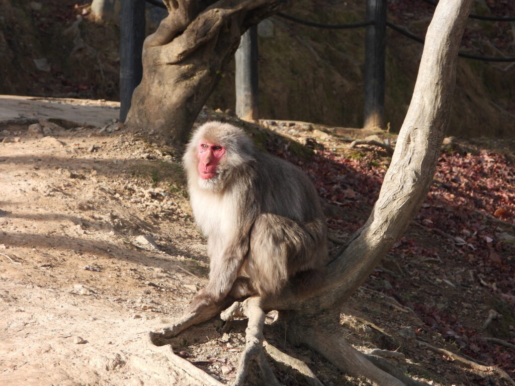 Japanese macaque sitting on a tree root at Arashiyama Monkey Park