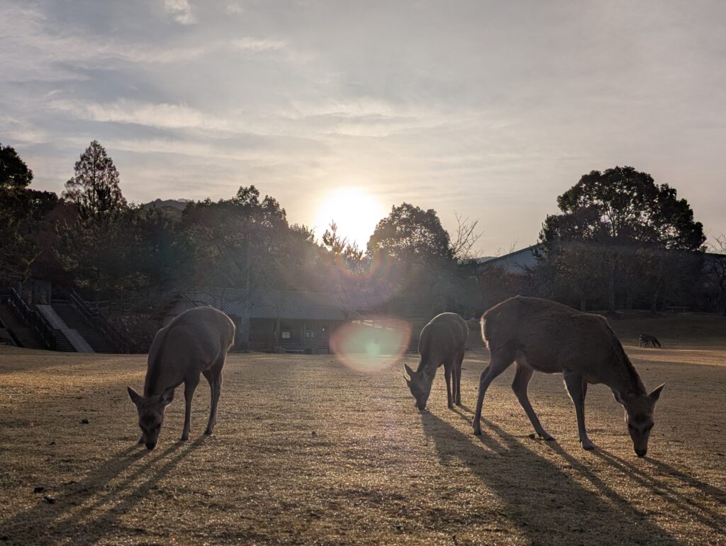 Japanese sika deer grazing quietly in Nara Park during early morning light