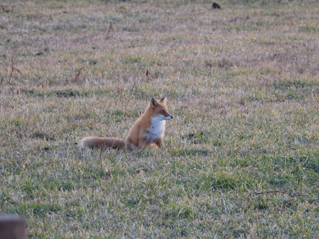 Ezo Red Fox sitting in an open grass field in Hokkaido.
