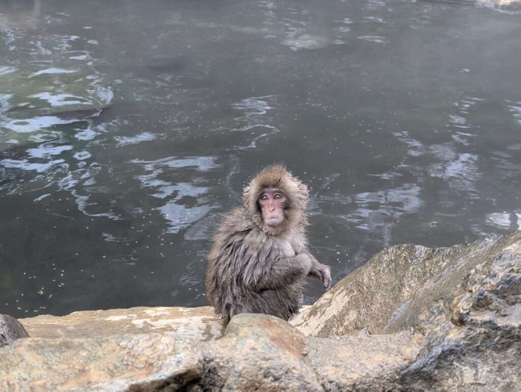 Young Japanese macaque with wet fur climbing out of a hot spring, looking up from the rocky edge in winter.
