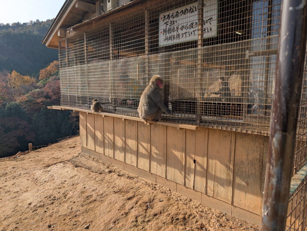 Indoor feeding area at Arashiyama Monkey Park with Japanese macaques outside