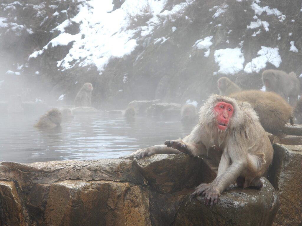 Japanese macaque resting on the stone edge of a steaming hot spring, with other monkeys soaking in the misty water and snow-covered cliffs in the background.