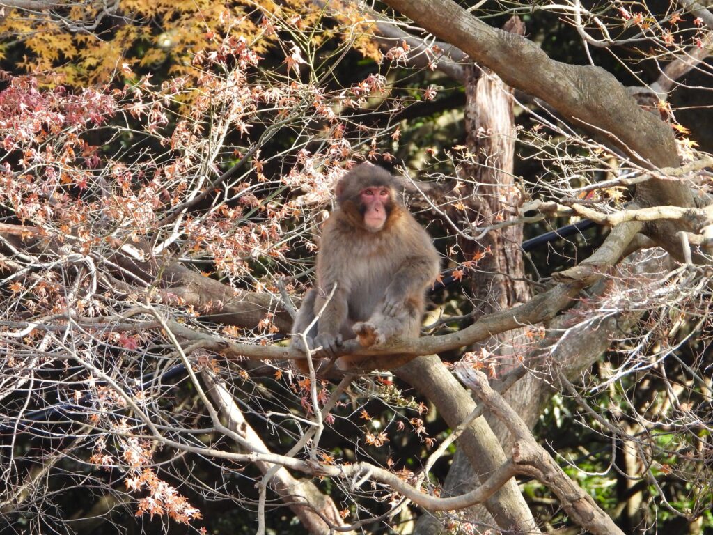 Japanese macaque sitting in a tree at Arashiyama Monkey Park